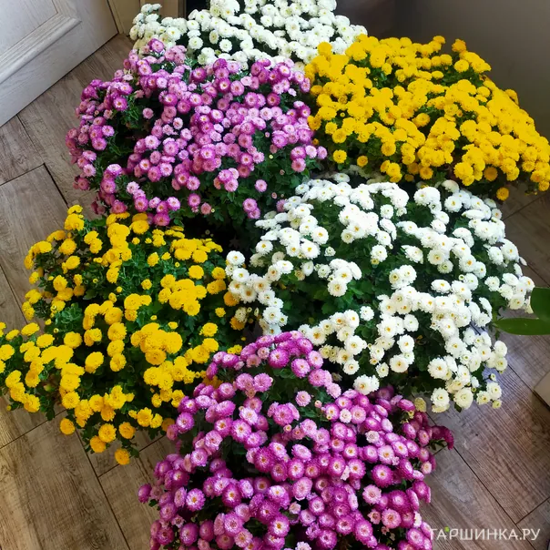 превью изображения отзыва