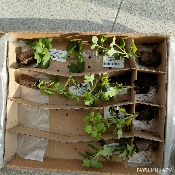 превью изображения отзыва