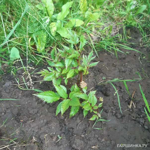 превью изображения отзыва