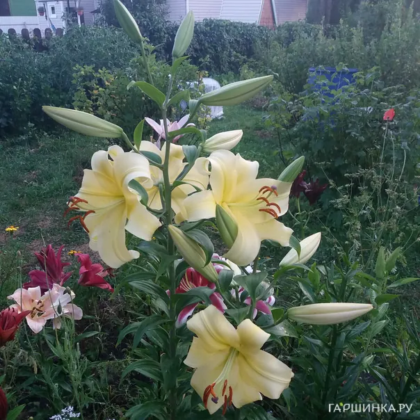 превью изображения отзыва