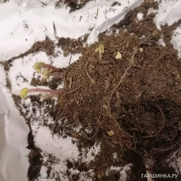 превью изображения отзыва