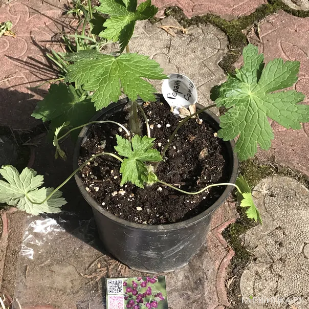 превью изображения отзыва