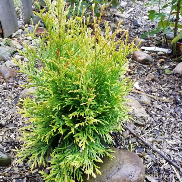 превью изображения отзыва