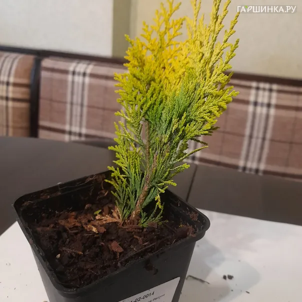 превью изображения отзыва