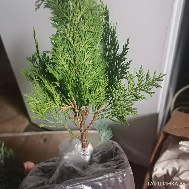 превью изображения отзыва