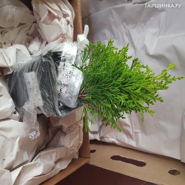 превью изображения отзыва