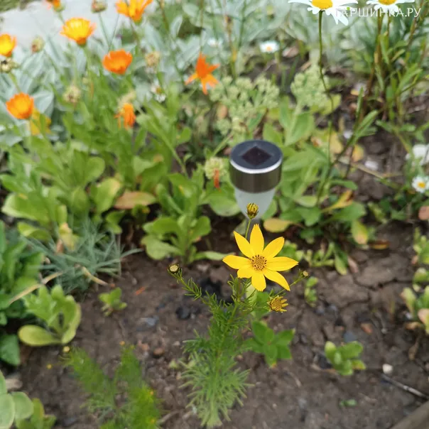 превью изображения отзыва