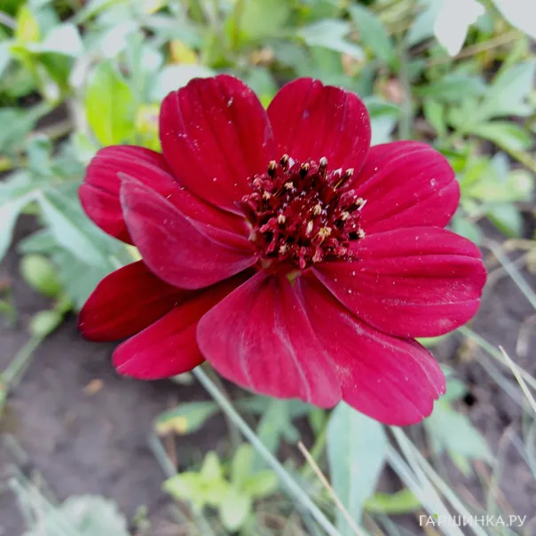 превью изображения отзыва