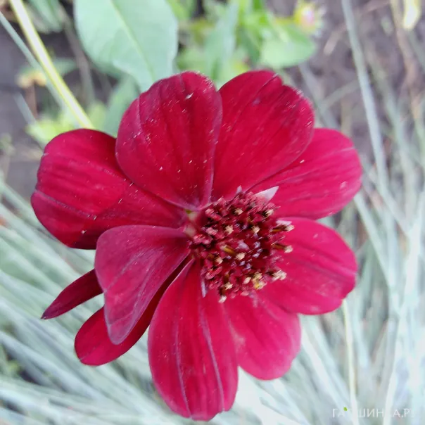 превью изображения отзыва