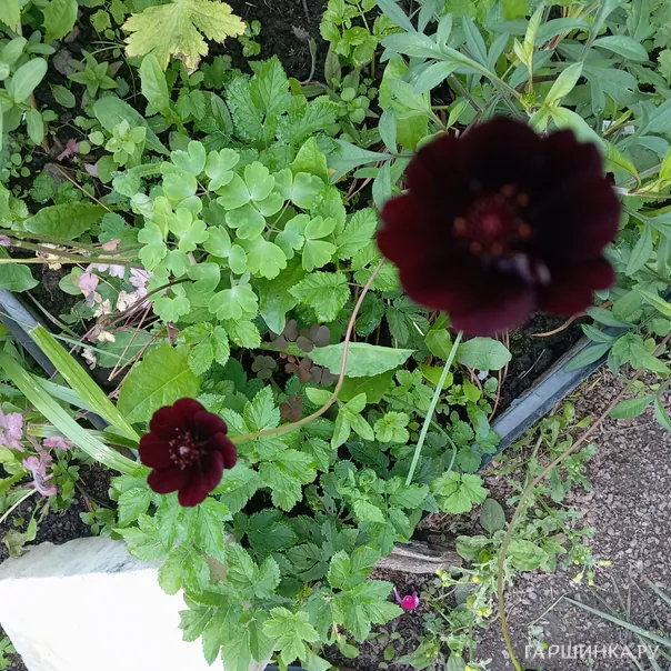 превью изображения отзыва