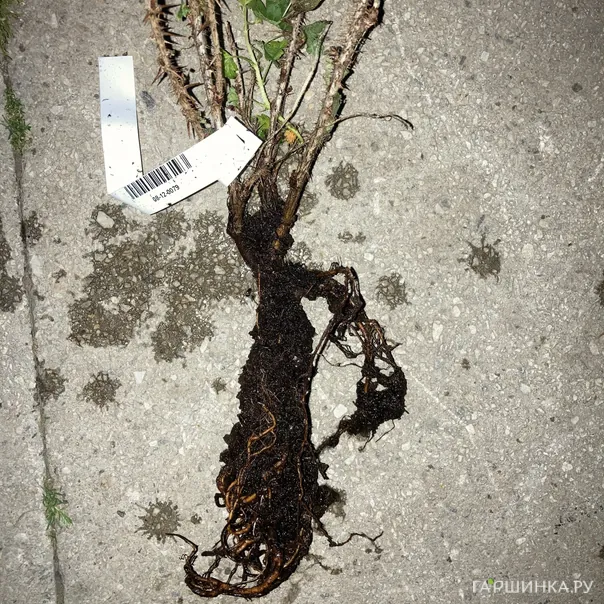 превью изображения отзыва