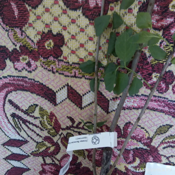 превью изображения отзыва