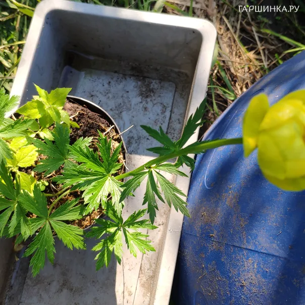 превью изображения отзыва