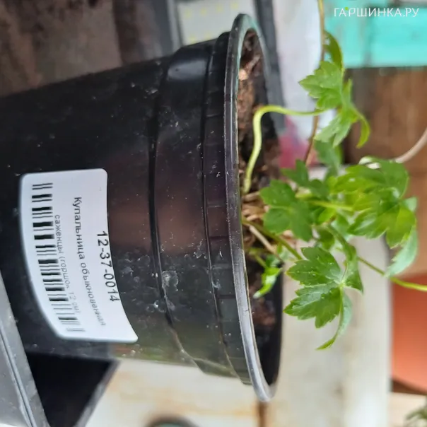 превью изображения отзыва