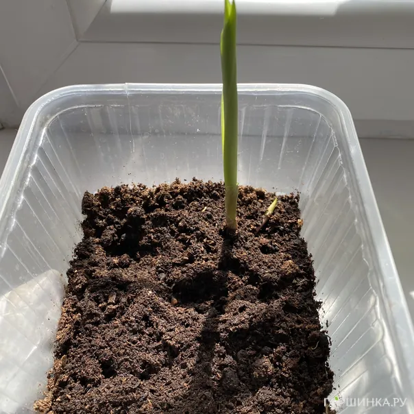 превью изображения отзыва