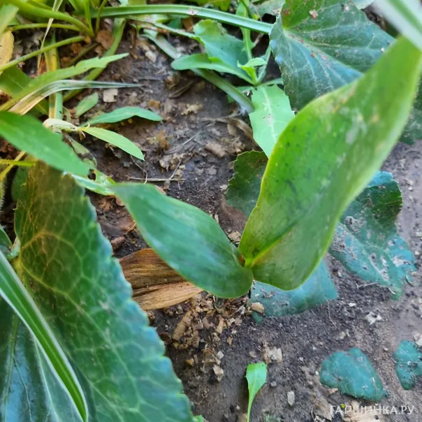 превью изображения отзыва