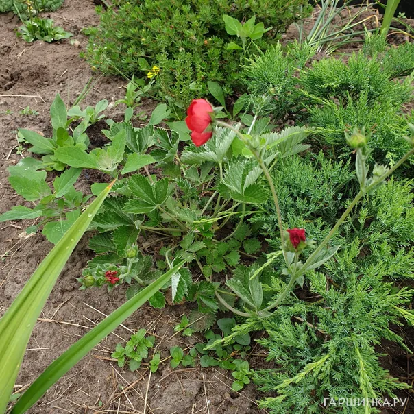 превью изображения отзыва