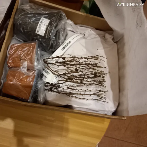 превью изображения отзыва
