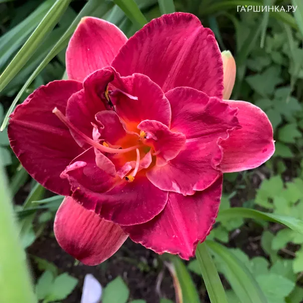 превью изображения отзыва