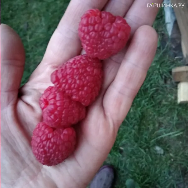 превью изображения отзыва