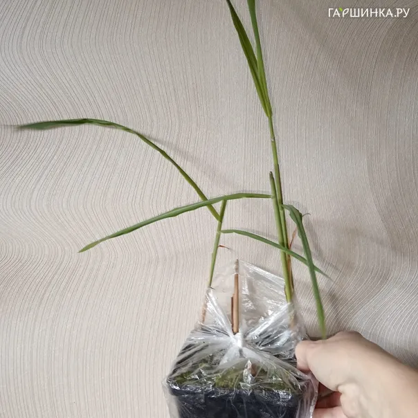 превью изображения отзыва
