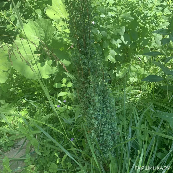 превью изображения отзыва