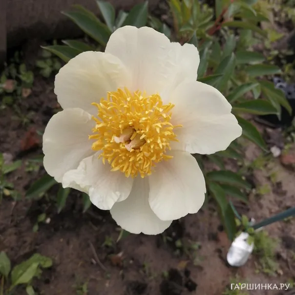 превью изображения отзыва