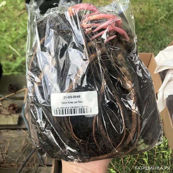 превью изображения отзыва