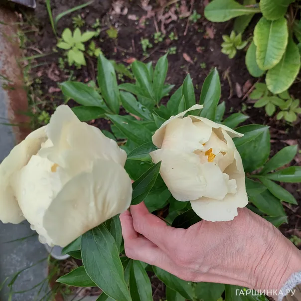 превью изображения отзыва