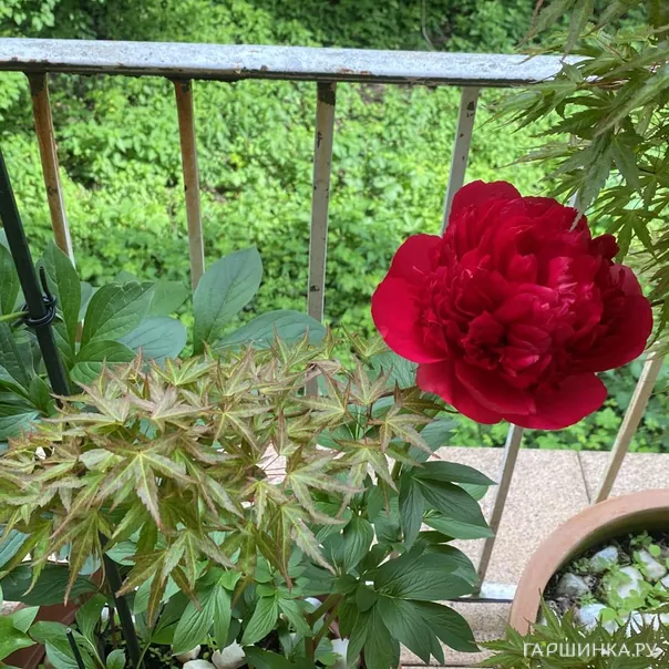 превью изображения отзыва