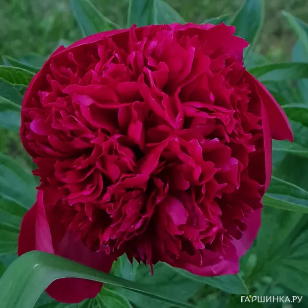 превью изображения отзыва