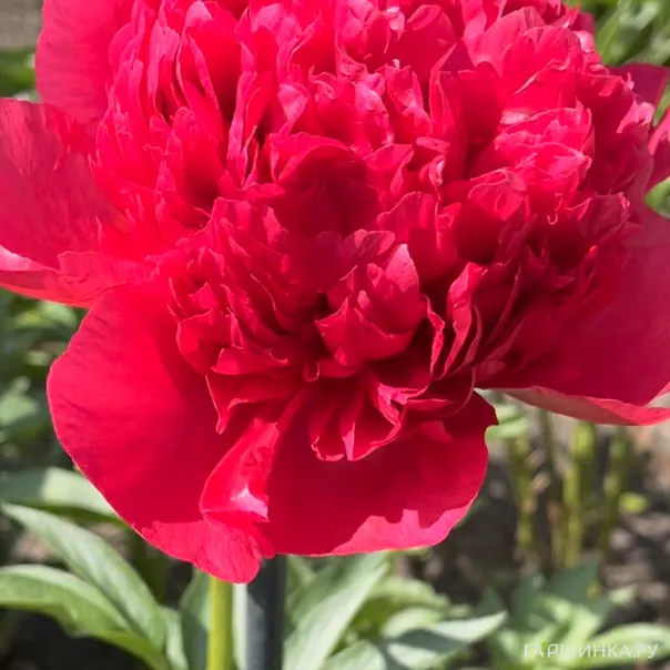 превью изображения отзыва