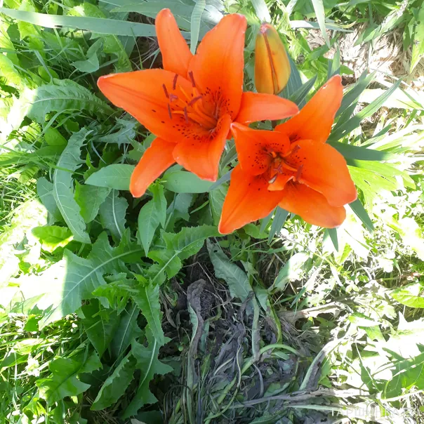 превью изображения отзыва