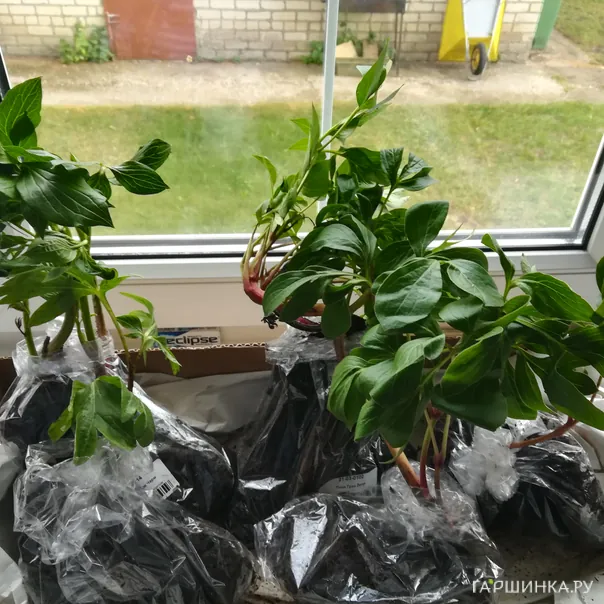 превью изображения отзыва