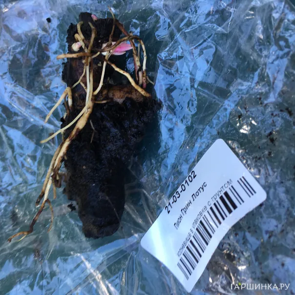 превью изображения отзыва