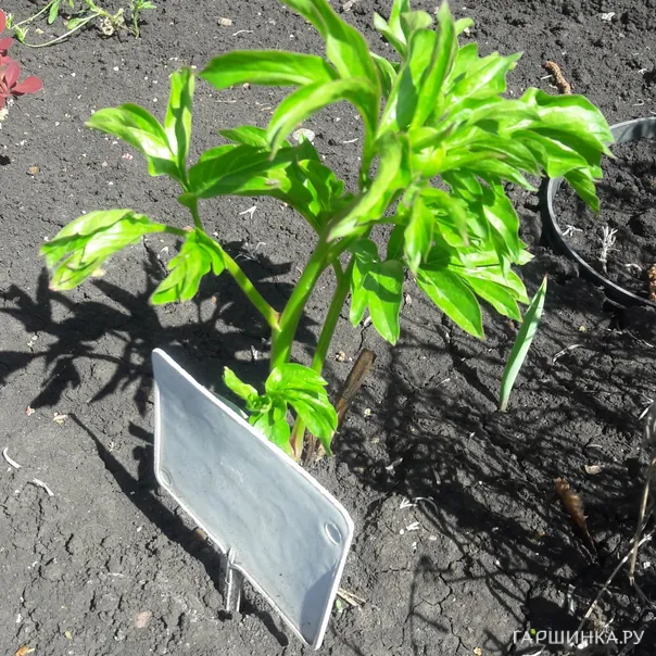 превью изображения отзыва