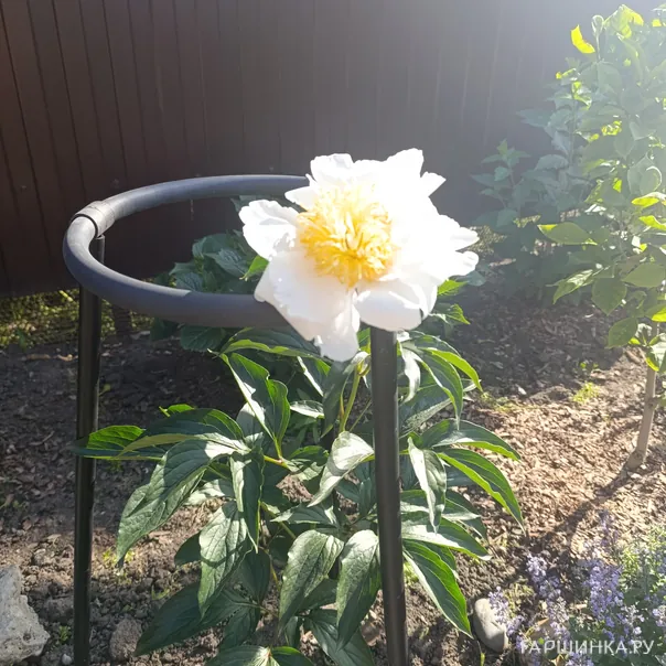 превью изображения отзыва