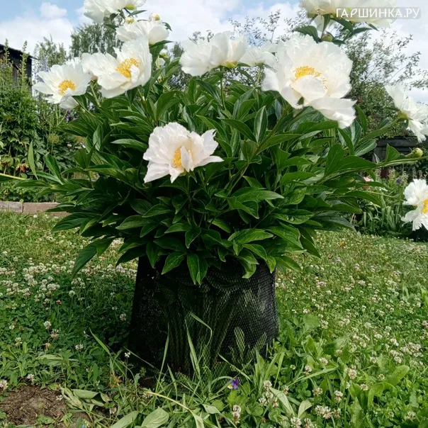 превью изображения отзыва