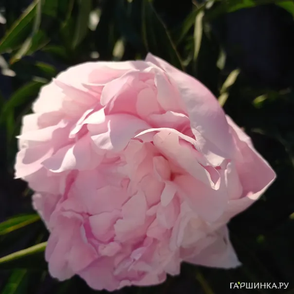 превью изображения отзыва