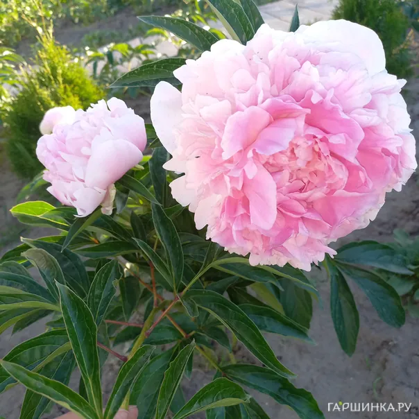 превью изображения отзыва