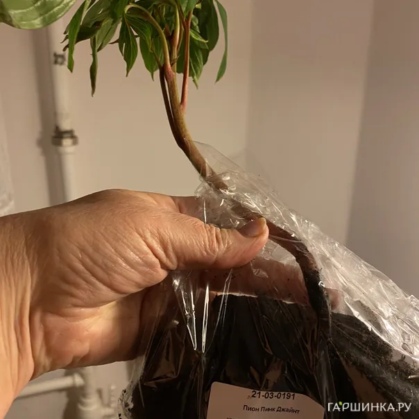 превью изображения отзыва