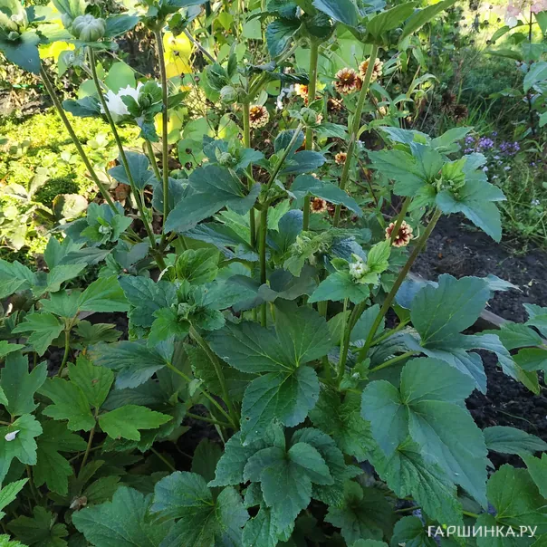 превью изображения отзыва