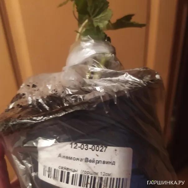 превью изображения отзыва