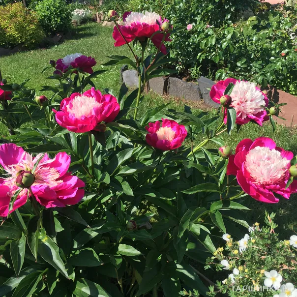 превью изображения отзыва