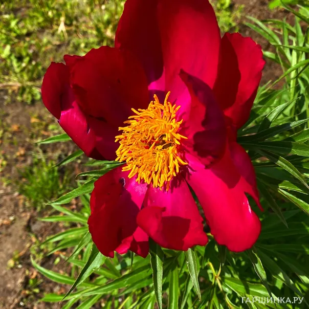 превью изображения отзыва