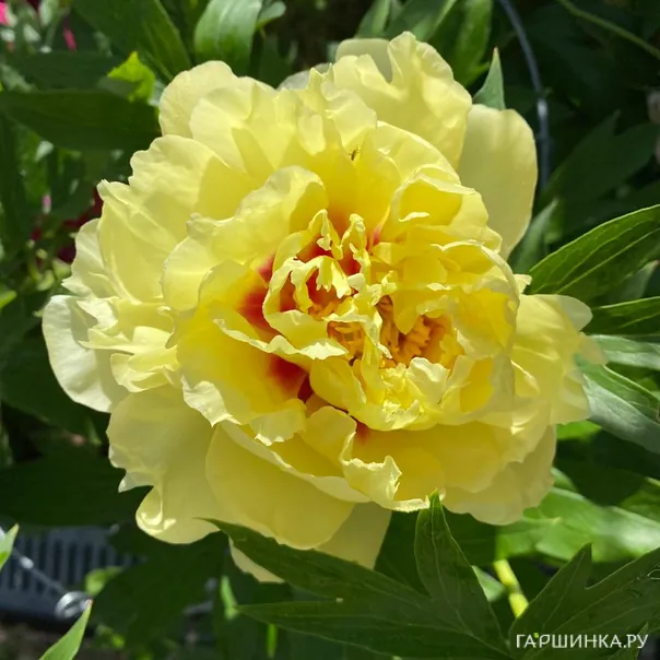 превью изображения отзыва