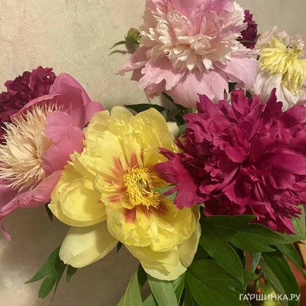 превью изображения отзыва