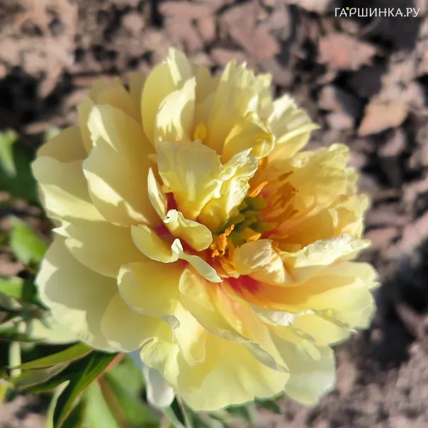 превью изображения отзыва