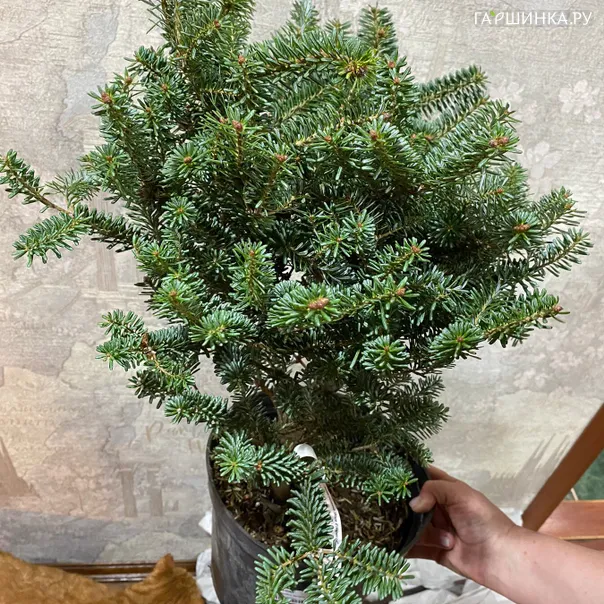 превью изображения отзыва
