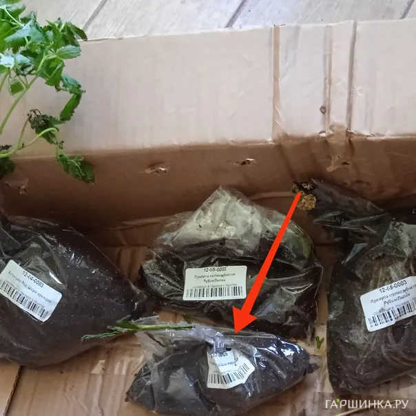 превью изображения отзыва